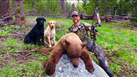 guided black bear hunts wyoming, outfitters cody wy, bear hunting wyoming