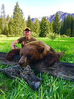 guided black bear hunts wyoming, outfitters cody wy, bear hunting wyoming