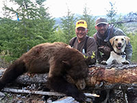 guided black bear hunts wyoming, outfitters cody wy, bear hunting wyoming