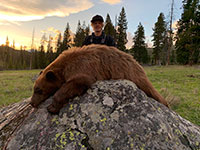guided black bear hunts wyoming, outfitters cody wy, bear hunting wyoming