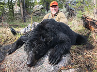 guided black bear hunts wyoming, outfitters cody wy, bear hunting wyoming