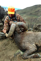 guided big horn sheep hunts, guided sheep hunting wyoming, outfitters wyoming, sheep hunts, ram hunts, hunting big horn sheep rams wy