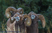 guided big horn sheep hunts, guided sheep hunting wyoming, outfitters wyoming, sheep hunts, ram hunts, hunting big horn sheep rams wy