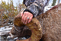 guided big horn sheep hunts, guided sheep hunting wyoming, outfitters wyoming, sheep hunts, ram hunts, hunting big horn sheep rams wy