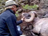 guided big horn sheep hunts, guided sheep hunting wyoming, outfitters wyoming, sheep hunts, ram hunts, hunting big horn sheep rams wy