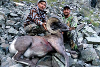 guided big horn sheep hunts, guided sheep hunting wyoming, outfitters wyoming, sheep hunts, ram hunts, hunting big horn sheep rams wy