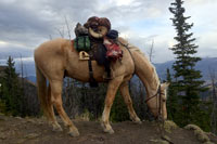 guided big horn sheep hunts, guided sheep hunting wyoming, outfitters wyoming, sheep hunts, ram hunts, hunting big horn sheep rams wy