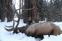 guided elk hunts, wyoming elk hunts, guided wyoming hunts, elk hunting wyoming, bull elk hunts, cow elk hunts, guided bull elk hunts, cody wy