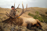 guided elk hunts, wyoming elk hunts, guided wyoming hunts, elk hunting wyoming, bull elk hunts, cow elk hunts, guided bull elk hunts, cody wy