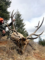 guided elk hunts, wyoming elk hunts, guided wyoming hunts, elk hunting wyoming, bull elk hunts, cow elk hunts, guided bull elk hunts, cody wy