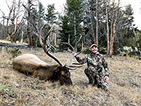 guided elk hunts, wyoming elk hunts, guided wyoming hunts, elk hunting wyoming, bull elk hunts, cow elk hunts, guided bull elk hunts, cody wy