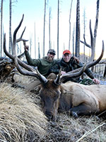 guided elk hunts, wyoming elk hunts, guided wyoming hunts, elk hunting wyoming, bull elk hunts, cow elk hunts, guided bull elk hunts, cody wy