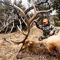 guided elk hunts, wyoming elk hunts, guided wyoming hunts, elk hunting wyoming, bull elk hunts, cow elk hunts, guided bull elk hunts, cody wy