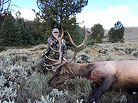 guided elk hunts, wyoming elk hunts, guided wyoming hunts, elk hunting wyoming, bull elk hunts, cow elk hunts, guided bull elk hunts, cody wy