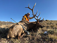 guided elk hunts, wyoming elk hunts, guided wyoming hunts, elk hunting wyoming, bull elk hunts, cow elk hunts, guided bull elk hunts, cody wy