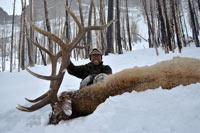 guided elk hunts, wyoming elk hunts, guided wyoming hunts, elk hunting wyoming, bull elk hunts, cow elk hunts, guided bull elk hunts, cody wy