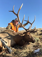 guided elk hunts, wyoming elk hunts, guided wyoming hunts, elk hunting wyoming, bull elk hunts, cow elk hunts, guided bull elk hunts, cody wy