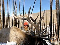 guided elk hunts, wyoming elk hunts, guided wyoming hunts, elk hunting wyoming, bull elk hunts, cow elk hunts, guided bull elk hunts, cody wy