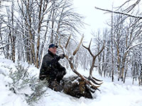 guided elk hunts, wyoming elk hunts, guided wyoming hunts, elk hunting wyoming, bull elk hunts, cow elk hunts, guided bull elk hunts, cody wy