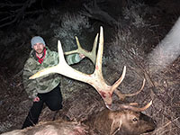 guided elk hunts, wyoming elk hunts, guided wyoming hunts, elk hunting wyoming, bull elk hunts, cow elk hunts, guided bull elk hunts, cody wy