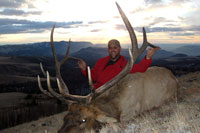 guided elk hunts, wyoming elk hunts, guided wyoming hunts, elk hunting wyoming, bull elk hunts, cow elk hunts, guided bull elk hunts, cody wy