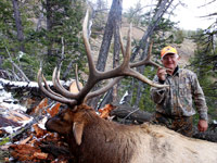 guided elk hunts, wyoming elk hunts, guided wyoming hunts, elk hunting wyoming, bull elk hunts, cow elk hunts, guided bull elk hunts, cody wy