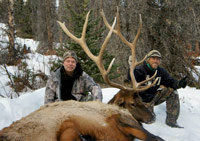 guided elk hunts, wyoming elk hunts, guided wyoming hunts, elk hunting wyoming, bull elk hunts, cow elk hunts, guided bull elk hunts, cody wy