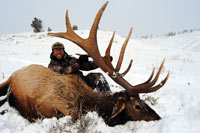 guided elk hunts, wyoming elk hunts, guided wyoming hunts, elk hunting wyoming, bull elk hunts, cow elk hunts, guided bull elk hunts, cody wy