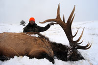 guided elk hunts, wyoming elk hunts, guided wyoming hunts, elk hunting wyoming, bull elk hunts, cow elk hunts, guided bull elk hunts, cody wy