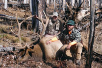 guided elk hunts, wyoming elk hunts, guided wyoming hunts, elk hunting wyoming, bull elk hunts, cow elk hunts, guided bull elk hunts, cody wy