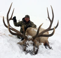 guided elk hunts, wyoming elk hunts, guided wyoming hunts, elk hunting wyoming, bull elk hunts, cow elk hunts, guided bull elk hunts, cody wy