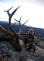 guided elk hunts, wyoming elk hunts, guided wyoming hunts, elk hunting wyoming, bull elk hunts, cow elk hunts, guided bull elk hunts, cody wy