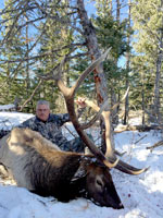 guided elk hunts, wyoming elk hunts, guided wyoming hunts, elk hunting wyoming, bull elk hunts, cow elk hunts, guided bull elk hunts, cody wy