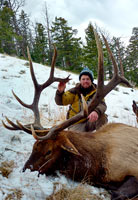 guided elk hunts, wyoming elk hunts, guided wyoming hunts, elk hunting wyoming, bull elk hunts, cow elk hunts, guided bull elk hunts, cody wy