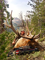 guided elk hunts, wyoming elk hunts, guided wyoming hunts, elk hunting wyoming, bull elk hunts, cow elk hunts, guided bull elk hunts, cody wy