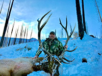 guided elk hunts, wyoming elk hunts, guided wyoming hunts, elk hunting wyoming, bull elk hunts, cow elk hunts, guided bull elk hunts, cody wy