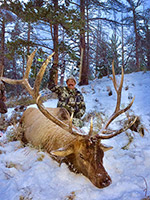 guided elk hunts, wyoming elk hunts, guided wyoming hunts, elk hunting wyoming, bull elk hunts, cow elk hunts, guided bull elk hunts, cody wy