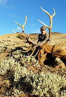 guided elk hunts, wyoming elk hunts, guided wyoming hunts, elk hunting wyoming, bull elk hunts, cow elk hunts, guided bull elk hunts, cody wy