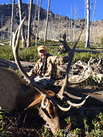 guided elk hunts, wyoming elk hunts, guided wyoming hunts, elk hunting wyoming, bull elk hunts, cow elk hunts, guided bull elk hunts, cody wy