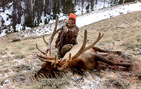 guided elk hunts, wyoming elk hunts, guided wyoming hunts, elk hunting wyoming, bull elk hunts, cow elk hunts, guided bull elk hunts, cody wy