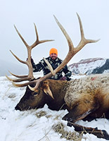 guided elk hunts, wyoming elk hunts, guided wyoming hunts, elk hunting wyoming, bull elk hunts, cow elk hunts, guided bull elk hunts, cody wy