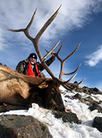 guided elk hunts, wyoming elk hunts, guided wyoming hunts, elk hunting wyoming, bull elk hunts, cow elk hunts, guided bull elk hunts, cody wy