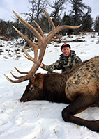 guided elk hunts, wyoming elk hunts, guided wyoming hunts, elk hunting wyoming, bull elk hunts, cow elk hunts, guided bull elk hunts, cody wy