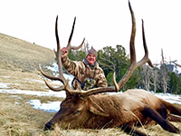 guided elk hunts, wyoming elk hunts, guided wyoming hunts, elk hunting wyoming, bull elk hunts, cow elk hunts, guided bull elk hunts, cody wy