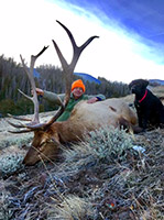 guided elk hunts, wyoming elk hunts, guided wyoming hunts, elk hunting wyoming, bull elk hunts, cow elk hunts, guided bull elk hunts, cody wy