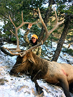 guided elk hunts, wyoming elk hunts, guided wyoming hunts, elk hunting wyoming, bull elk hunts, cow elk hunts, guided bull elk hunts, cody wy