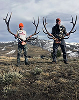 guided elk hunts, wyoming elk hunts, guided wyoming hunts, elk hunting wyoming, bull elk hunts, cow elk hunts, guided bull elk hunts, cody wy