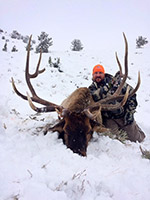 guided elk hunts, wyoming elk hunts, guided wyoming hunts, elk hunting wyoming, bull elk hunts, cow elk hunts, guided bull elk hunts, cody wy