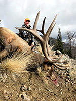 guided elk hunts, wyoming elk hunts, guided wyoming hunts, elk hunting wyoming, bull elk hunts, cow elk hunts, guided bull elk hunts, cody wy