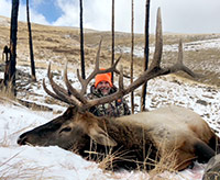 guided elk hunts, wyoming elk hunts, guided wyoming hunts, elk hunting wyoming, bull elk hunts, cow elk hunts, guided bull elk hunts, cody wy